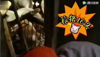 近日网友吃瓜视频,娱乐圈最新热点事件大揭秘！