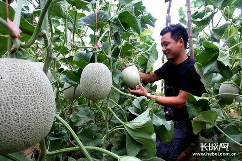 河北衡水吃瓜,探寻河北衡水特色美食之旅