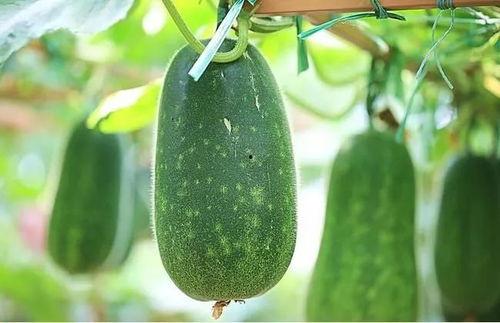 吃四字的瓜,揭秘四字瓜背后的故事与魅力