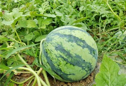 吃瓜吗新出的瓜,吃瓜吗新瓜引爆网络