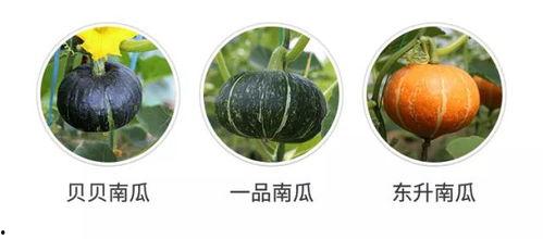 吃瓜吗新出的瓜,吃瓜吗新瓜引爆网络