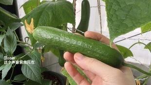 吃瓜吗新出的瓜,吃瓜吗新瓜引爆网络