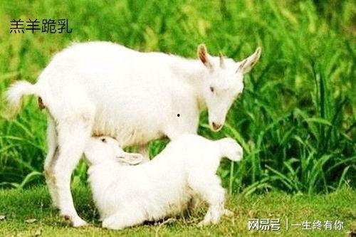 小羊的吃瓜现场