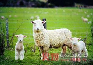 小羊的吃瓜现场