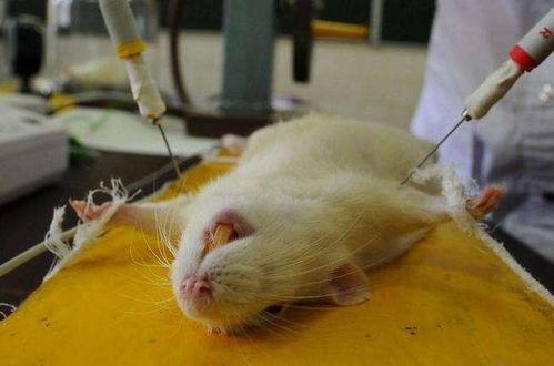 吃白鼠瓜,探寻神秘果实的神奇功效