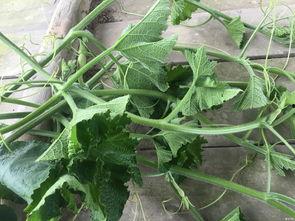 回老家吃瓜,一场别开生面的夏日盛宴