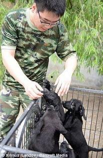 虎子叼盆吃瓜,一场意想不到的动物奇遇