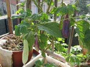 虎子叼盆吃瓜,一场意想不到的动物奇遇