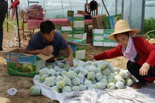 寻觅吃瓜好去处