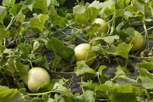 梦到田瓜地吃甜瓜,田瓜地中品甜瓜的奇幻之旅