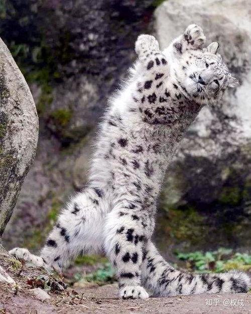 吃雪豹瓜减肥吗,神奇减肥瓜果，助你轻松瘦身