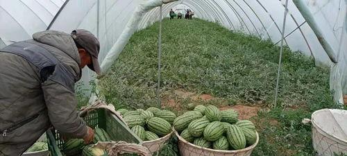 内蒙吃瓜的危害