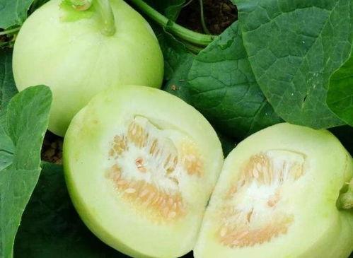 甜瓜本瓜不是吃瓜