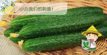 种的瓜被吃小说,一场被偷食的瓜种奇遇