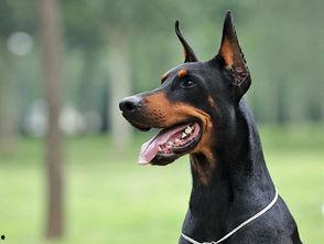 杜宾犬吃瓜现场图片,萌态十足引网友热议