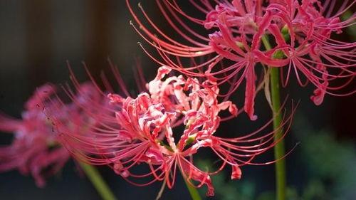 吃瓜彼岸花,揭秘网络热词背后的故事