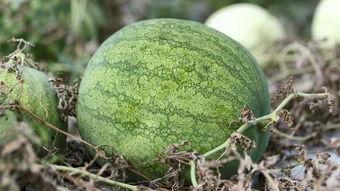 天冷不该吃瓜,揭秘为何天冷不宜吃瓜”