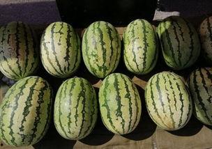 天冷不该吃瓜,揭秘为何天冷不宜吃瓜”