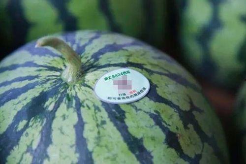 南汇 吃瓜,瓜果飘香，品味田园生活