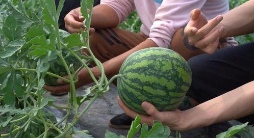 南汇 吃瓜,瓜果飘香，品味田园生活