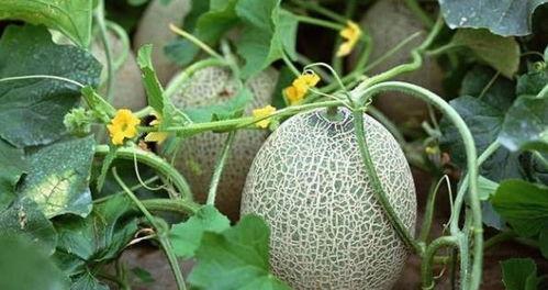 云南几月份吃哈密瓜最好,夏季瓜香四溢