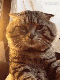 吃瓜的大脸猫,揭秘娱乐圈幕后风云