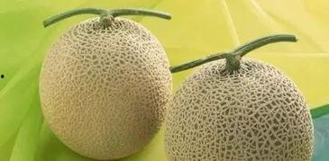 吃蜜瓜是啥意思,探寻吃蜜瓜的深层含义