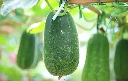 可爱的吃瓜文,揭秘娱乐圈甜蜜吃瓜瞬间