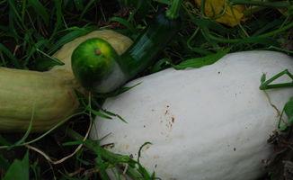 吃雪瓜的最新视频,揭秘夏日消暑新宠，清凉一夏尽在掌握！