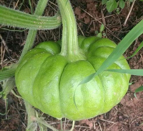 吃瓜网姜姜,娱乐圈幕后那些事儿