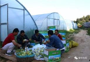 秦安吃瓜群众,揭秘当地热点事件背后的故事