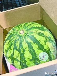 武汉哪里吃瓜最多