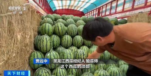 吃瓜的钱,揭秘吃瓜背后的经济秘密