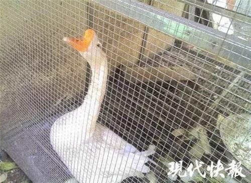 窦鹅冤吃瓜,一场吃瓜引发的悬疑大案