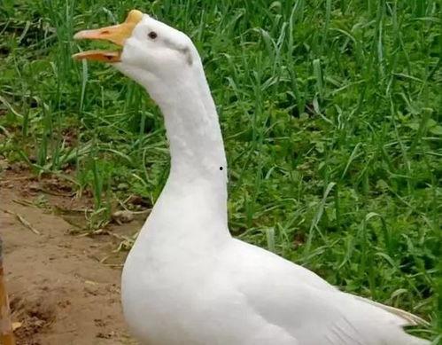 窦鹅冤吃瓜,一场吃瓜引发的悬疑大案 第2张 窦鹅冤吃瓜,一场吃瓜引发的悬疑大案 第2张