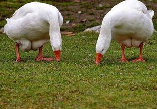 窦鹅冤吃瓜,一场吃瓜引发的悬疑大案 第3张 窦鹅冤吃瓜,一场吃瓜引发的悬疑大案 第3张