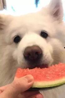 萨摩耶吃梨瓜好吗,萨摩耶犬食用梨瓜的安全性探讨  第2张