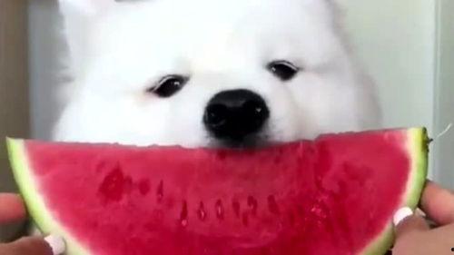 萨摩耶吃梨瓜好吗,萨摩耶犬食用梨瓜的安全性探讨  第3张