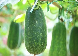 吃瓜不可错过 皮下,皮下世界里的趣味观察  第2张