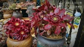 汉代吃瓜趣事  第2张