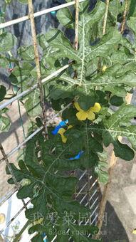 汉代吃瓜趣事  第3张