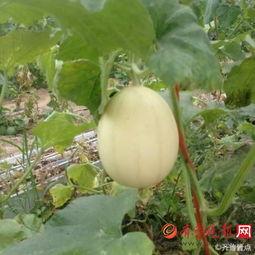 吃梨瓜长痘吗  第3张