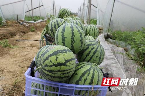 来大棚里吃瓜,共享瓜果飘香时光  第3张